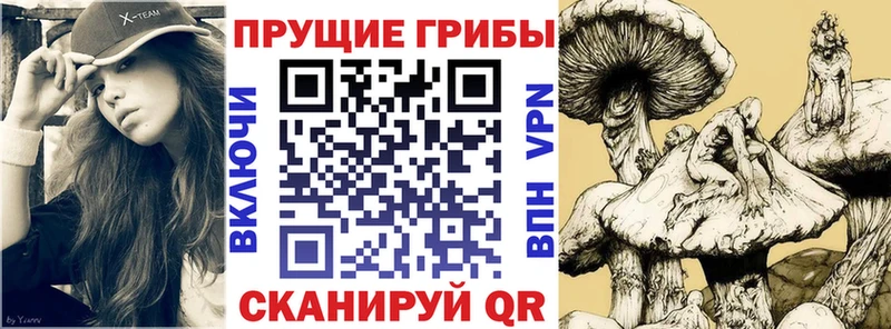 Галлюциногенные грибы Psilocybe  Купить закладки  Волосово 